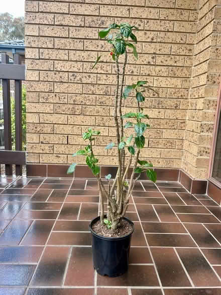 Photo of free Mature Parrot Impatiens Plant 🪴 (Mount Waverley) #3