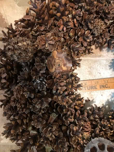 Photo of free Pinecone wreath (downtown Frederick) #2