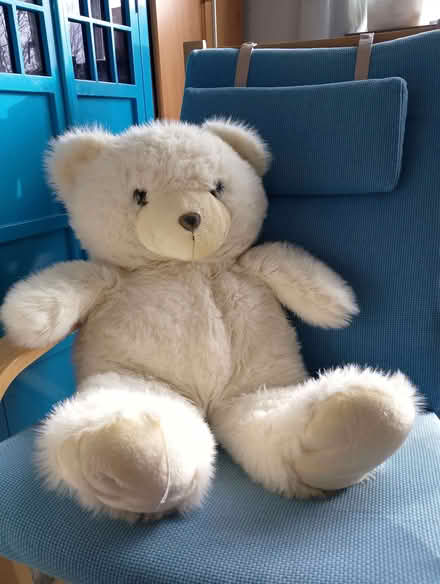 Photo of free Large teddy bear (Odd Down) #1