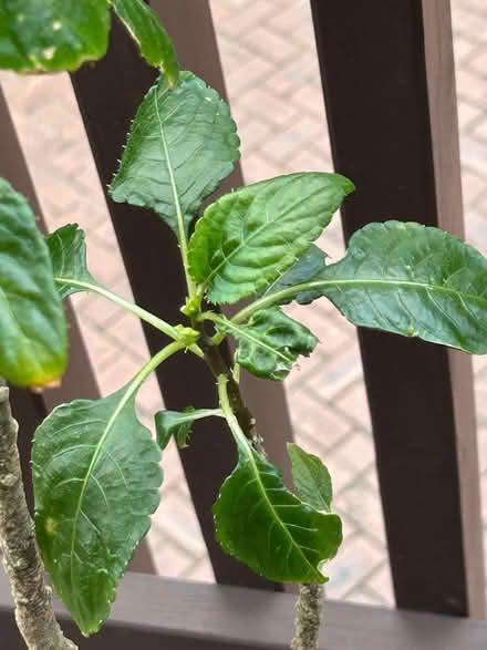 Photo of free Mature Parrot Impatiens Plant 🪴 (Mount Waverley) #4