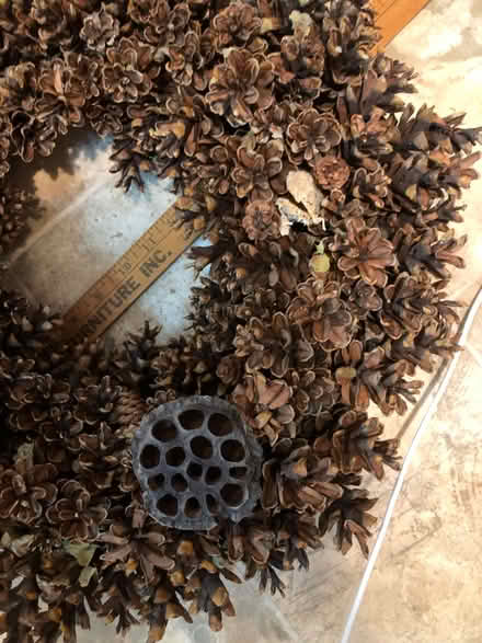 Photo of free Pinecone wreath (downtown Frederick) #3