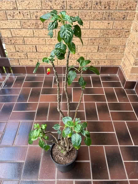 Photo of free Mature Parrot Impatiens Plant 🪴 (Mount Waverley) #1