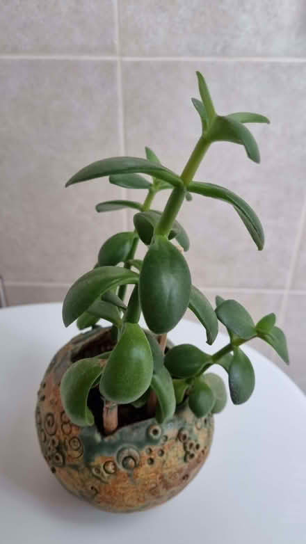 Photo of free Jade plant cuttings. (South Tonbridge TN9) #2