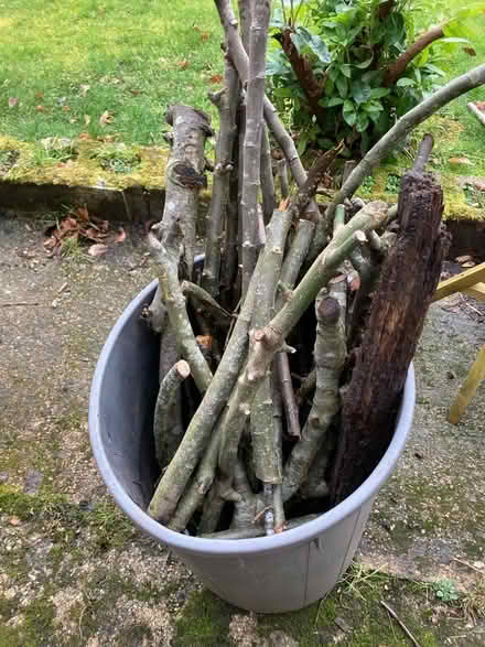 Photo of free Apple tree branches (Waterlooville PO8) #1