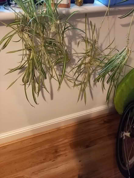 Photo of free Spider plants (Central Preston PR1) #1