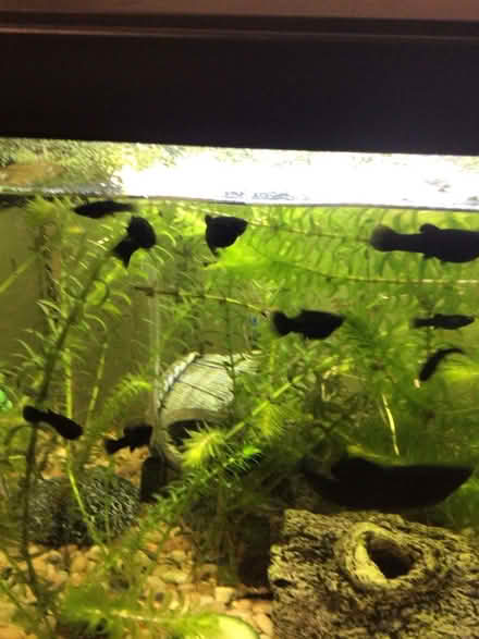 Photo of free Black molly babies (Wellington) #2