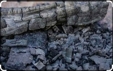 Photo of Wood ash (Stevenage) #1