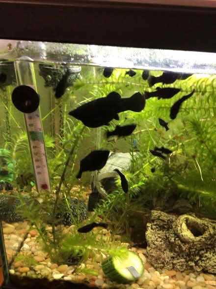 Photo of free Black molly babies (Wellington) #1