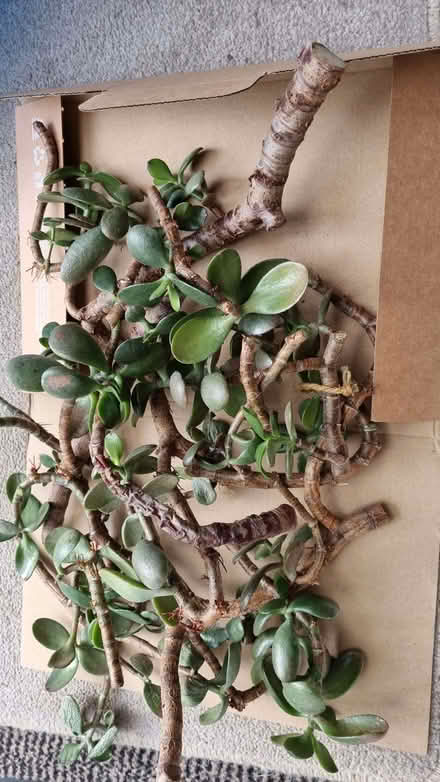 Photo of free Jade plant cuttings. (South Tonbridge TN9) #1