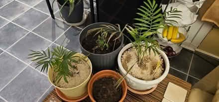 Photo of free House Plants (Beswick M11) #1