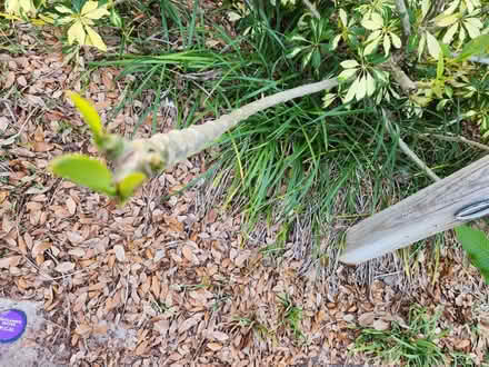 Photo of free White plumeria stalks (Palm Harbor 34683 CR1 Tpa Rd) #1