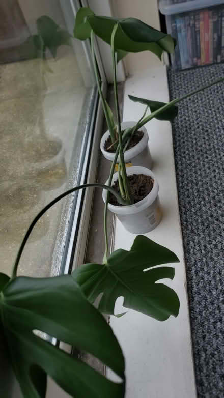 Photo of free 2 cheese plant off shoots (CO15) #1