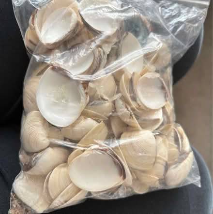 Photo of free Clam Shells (Weston-super-Mare BS23) #1