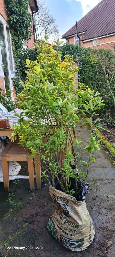 Photo of free Large specimen shrub (Northfield B31) #1