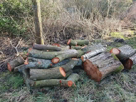 Photo of free Wood for carving or turning (Bentlawnt SY5) #2