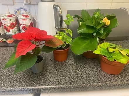 Photo of free Houseplants (Southdown) #1