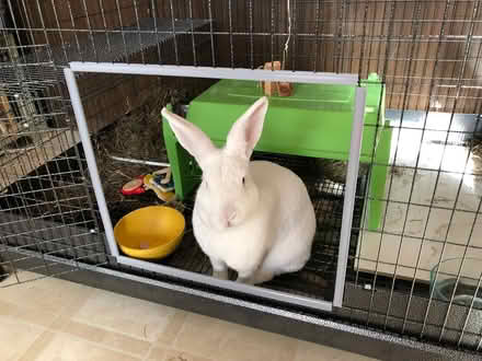 Photo of free Extra Large Rabbit Space Cage (East Watertown, MA) #2