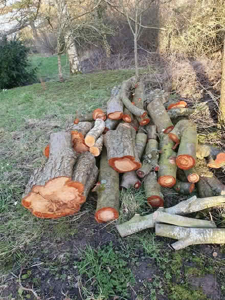 Photo of free Wood for carving or turning (Bentlawnt SY5) #3