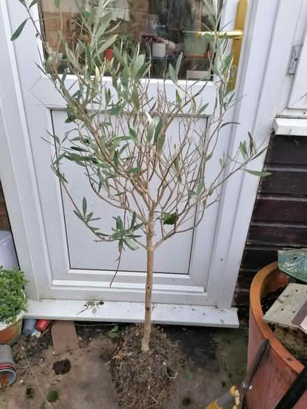 Photo of free Olive tree (Littleport CB6) #1