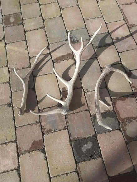 Photo of free Deer antlers (Westbrook WA5) #1