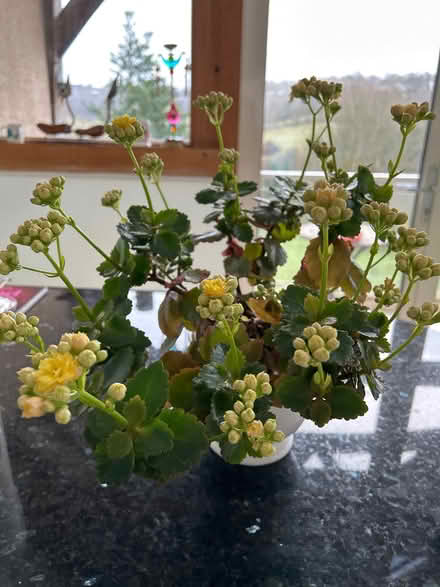 Photo of free Large yellow kalanchoe (South Woodchester GL5) #1