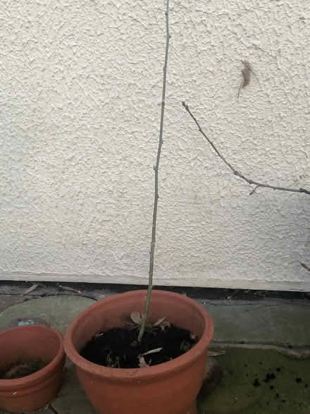 Photo of free Laburnum Tree Seedling (Whaley Thorns NG20) #1