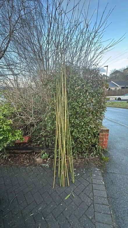 Photo of free Bamboo canes (Greystones S11) #1