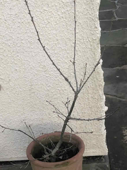 Photo of free Oak Tree Seedling (Whaley Thorns NG20) #1