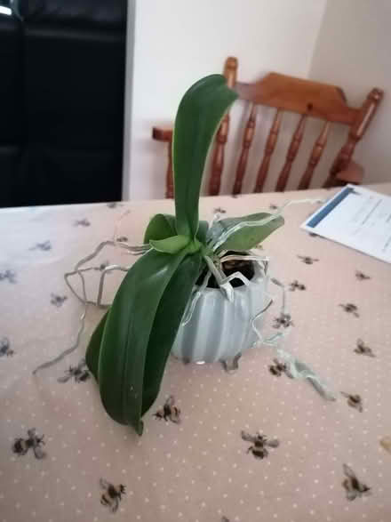 Photo of free Orchid (Bilton CV22) #1