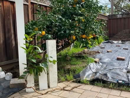 Photo of free Meyer Lemon Tree Off-Shoot (Southeast Sunnyvale) #2