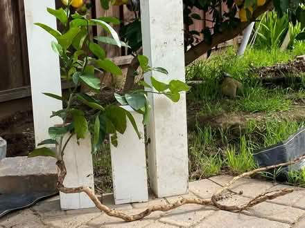 Photo of free Meyer Lemon Tree Off-Shoot (Southeast Sunnyvale) #1