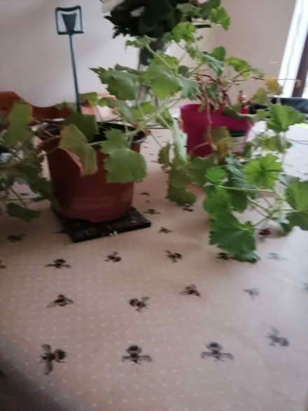 Photo of free Gegeranium plant needs re potting (Bilton CV22) #1
