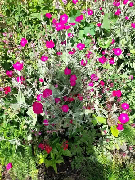 Photo of free Lychnis coronaria (Rose Campion) (Primrose LA1) #1