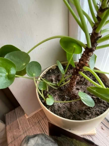 Photo of free Money plant (Hampton Vale, Peterborough) #2