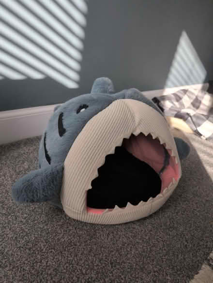 Photo of free Shark cat bed (Knightswood) #1