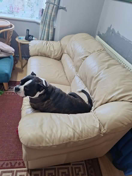 Photo of free Cream leather sofa (Seaside BN22) #1