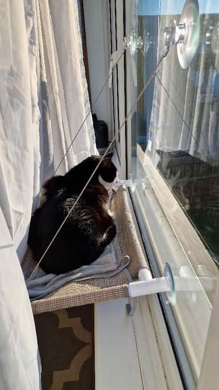 Photo of free Cat window bed (Copthorne RH10) #1