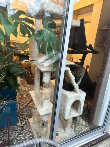 Photo of free Cat tree (Wadsley S6) #1