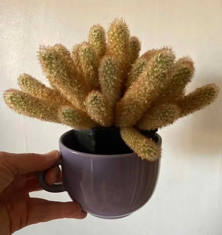 Photo of free Cactus (Alton GU34) #1