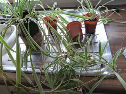 Photo of free Spider plants (Shelf HX3) #1