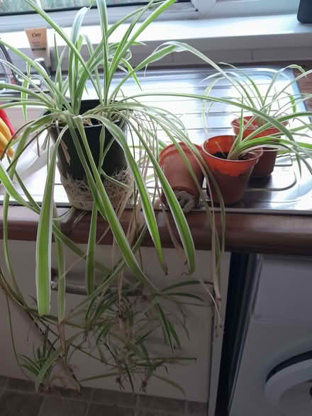 Photo of free Spider plants (Shelf HX3) #2