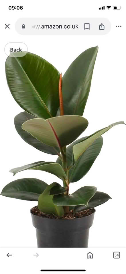 Photo of Rubber plant or cutting (Tolworth KT5) #1