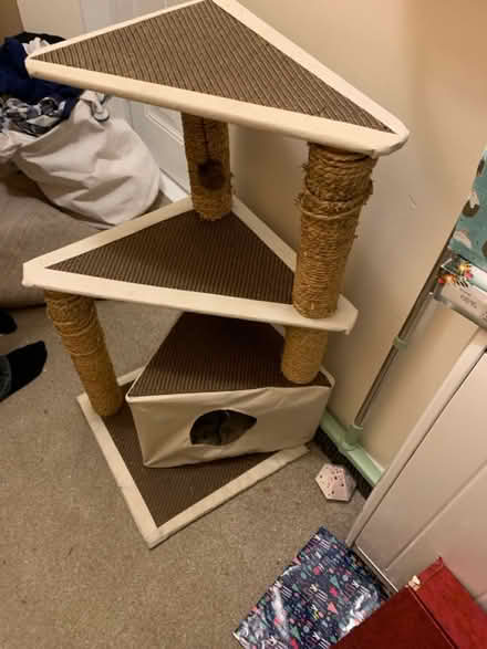 Photo of free Kitten climbing tower (Parkstone BH14) #2