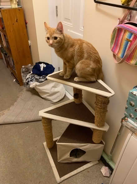 Photo of free Kitten climbing tower (Parkstone BH14) #1