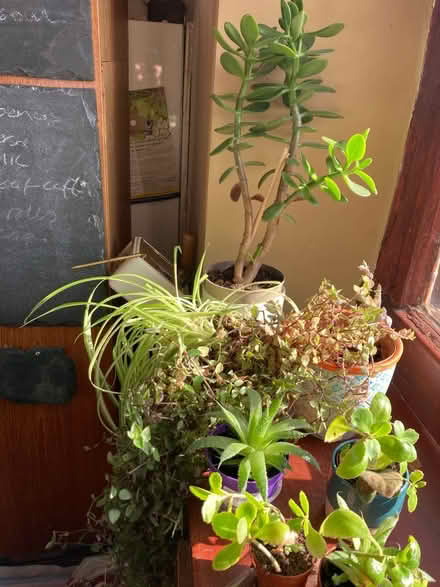 Photo of free House plants (Pontypridd, CF37) #1