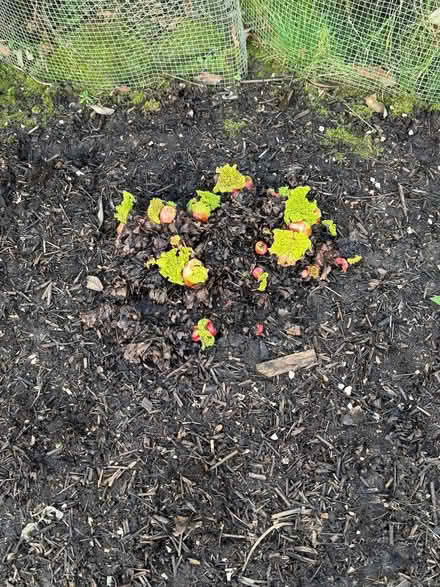 Photo of free Rhubarb Victoria hardy perennial (Tunbridge Wells S. TN2) #3