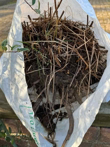 Photo of free Herbaceous Perennial Sanguisorba 'Blackthorn' - burnet (Tunbridge Wells S. TN2) #4