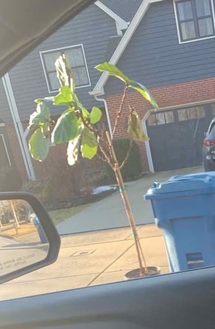 Photo of free Curb Alert- Large Plant (SE Downers Grove) #1