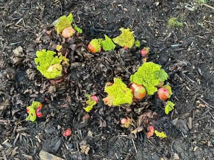 Photo of free Rhubarb Victoria hardy perennial (Tunbridge Wells S. TN2) #2