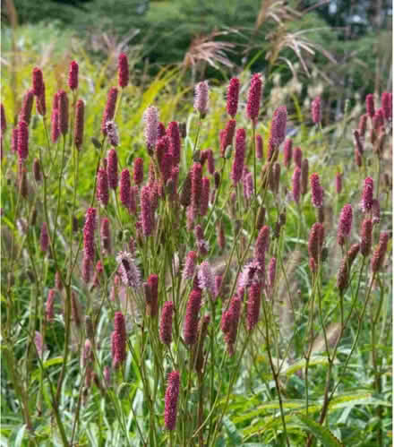 Photo of free again Herbaceous Perennial Sanguisorba 'Blackthorn' (Tunbridge Wells S. TN2) #1
